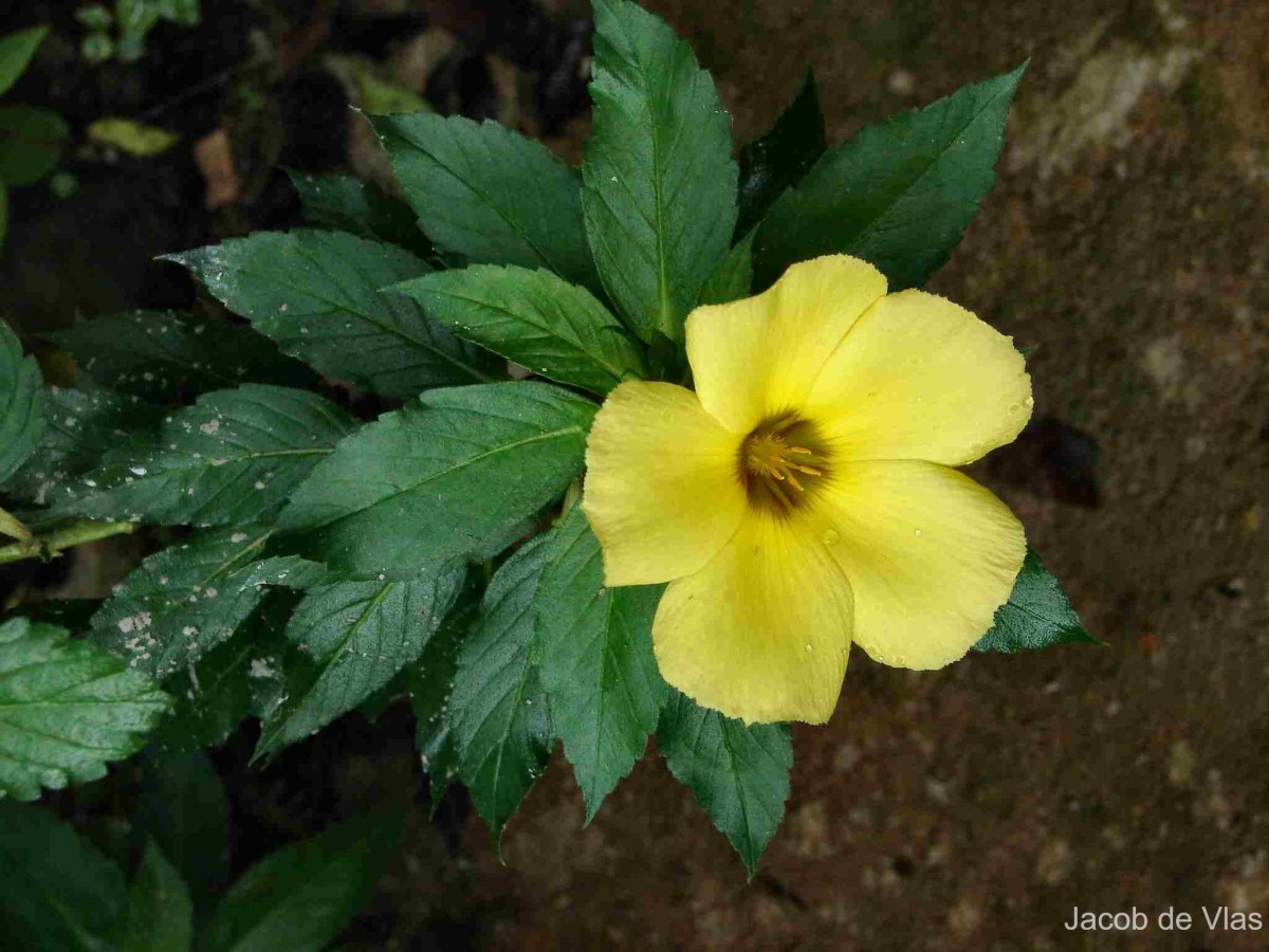 Turnera ulmifolia L.